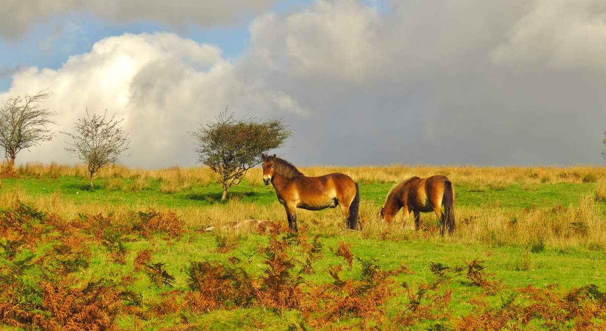 A stocky Exmoor stallion stands guard over his mare and foal.  You could be lucky enough to spot this ancient breed from almost any point of Exmoor.