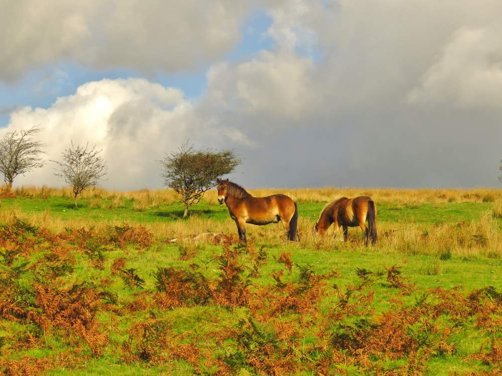A stocky Exmoor stallion stands guard over his mare and foal.  You could be lucky enough to spot this ancient breed from almost any point of Exmoor.