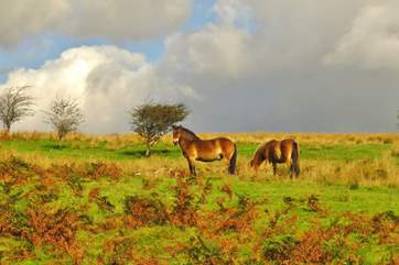 A stocky Exmoor stallion stands guard over his mare and foal. You could be lucky enough to spot this ancient breed from almost any point of Exmoor.