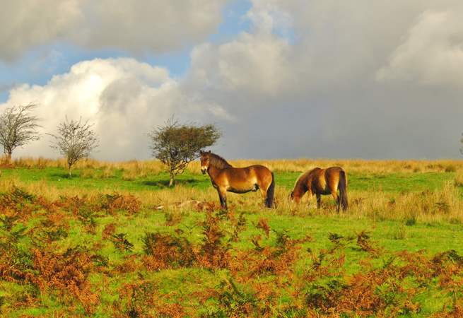 A stocky Exmoor stallion stands guard over his mare and foal.  You could be lucky enough to spot this ancient breed from almost any point of Exmoor.