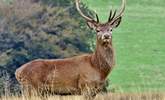 There are several thousand Red Deer on Exmoor - Britain's largest land mammal - but you've still got to keep your eyes peeled to find one! - Thumbnail Image