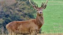 There are several thousand Red Deer on Exmoor - Britain's largest land mammal - but you've still got to keep your eyes peeled to find one!