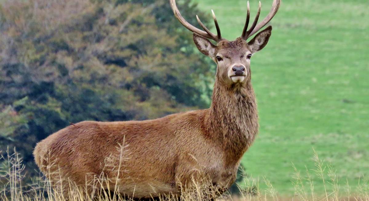 There are several thousand Red Deer on Exmoor - Britain's largest land mammal - but you've still got to keep your eyes peeled to find one!