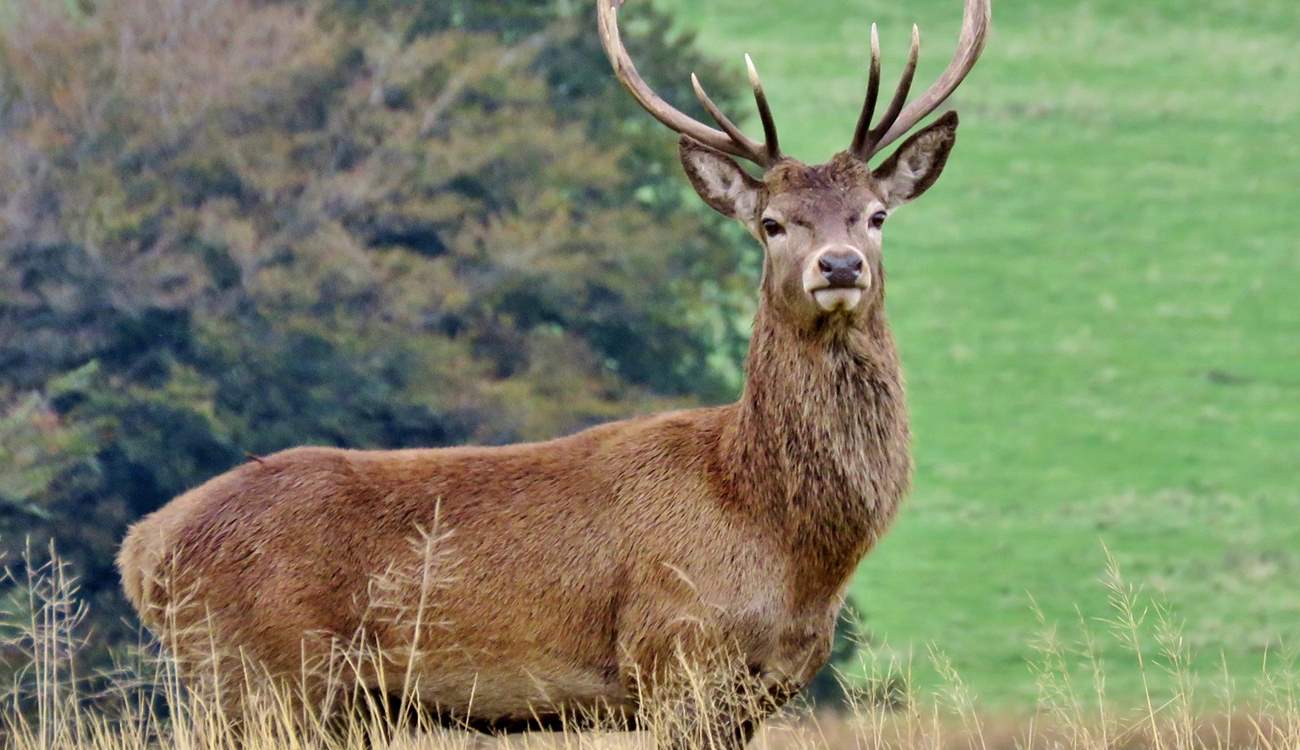 There are several thousand Red Deer on Exmoor - Britain's largest land mammal - but you've still got to keep your eyes peeled to find one!