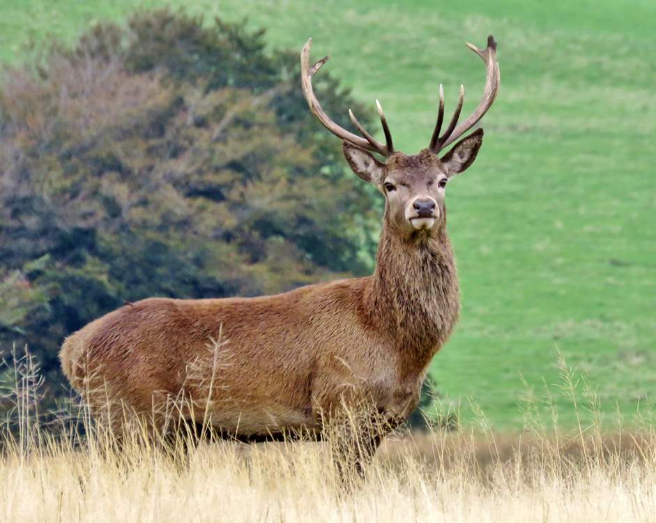 There are several thousand Red Deer on Exmoor - Britain's largest land mammal - but you've still got to keep your eyes peeled to find one!