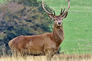 There are several thousand Red Deer on Exmoor - Britain's largest land mammal - but you've still got to keep your eyes peeled to find one!
