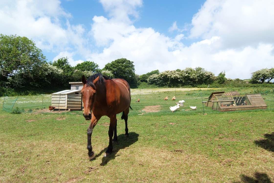 The paddock next to the owners' house, where chickens, ducks and horses live!