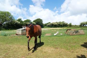 The paddock next to the owners' house, where chickens, ducks and horses live!