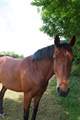 All creatures great....