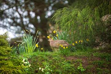 The cottage looks out over the owner's gardens which are much enjoyed by the local wildlife.