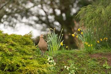 The Blackdown Hills Area of Outstanding Natural Beauty is renowned for its natural habitats..... some prefer to visit the pretty garden that the cottage looks out over !