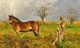 Walk, ride or drive across Exmoor and you are almost bound to see the charismatic Exmoor ponies.  This Stallion was quite a poser. - Thumbnail Image