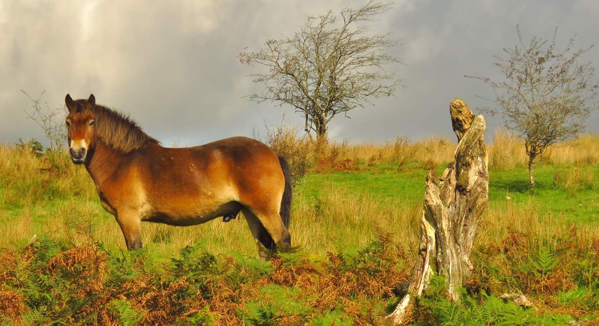 Walk, ride or drive across Exmoor and you are almost bound to see the charismatic Exmoor ponies.  This Stallion was quite a poser.