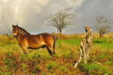 Walk, ride or drive across Exmoor and you are almost bound to see the charismatic Exmoor ponies. This Stallion was quite a poser.