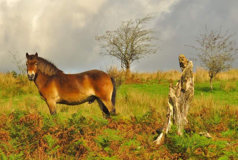 Walk, ride or drive across Exmoor and you are almost bound to see the charismatic Exmoor ponies.  This Stallion was quite a poser.