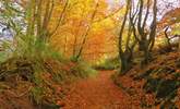 Exmoor is as beautiful in the Autumn as it is in Summer.  Pack your walking boots and take a long hike - perhaps to have lunch at a cosy pub somewhere...... - Thumbnail Image