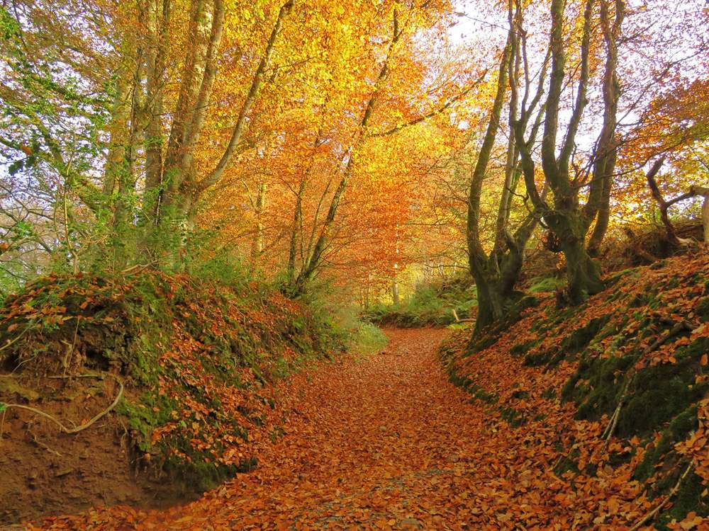 Exmoor is as beautiful in the Autumn as it is in Summer.  Pack your walking boots and take a long hike - perhaps to have lunch at a cosy pub somewhere......