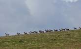 Exmoor has quite a few Red Deer tucked into the coombes and up on the hills.  You just have to find them....... - Thumbnail Image