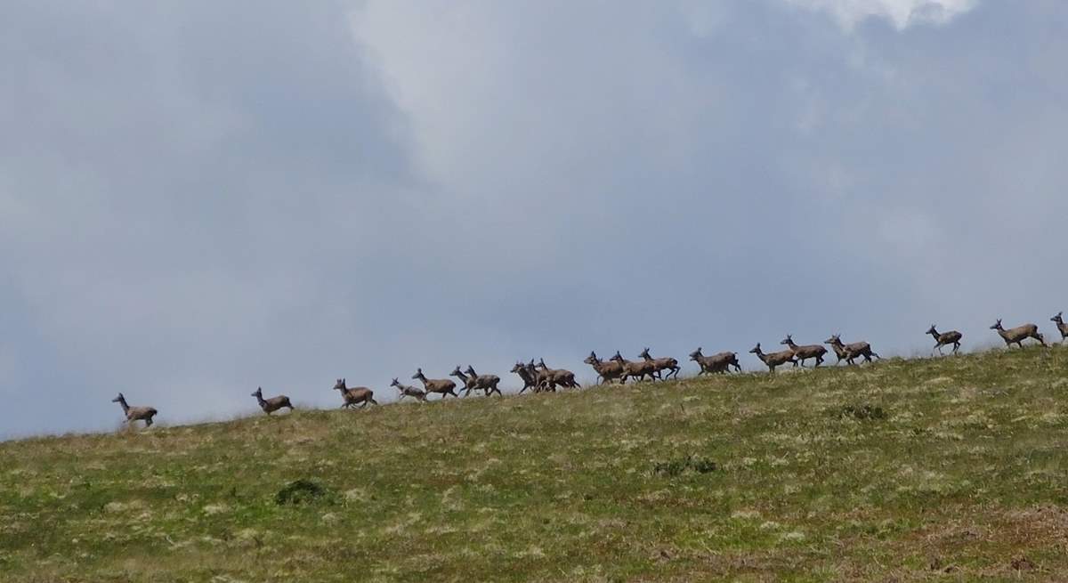 Exmoor has quite a few Red Deer tucked into the coombes and up on the hills.  You just have to find them.......