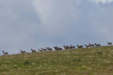 Exmoor has quite a few Red Deer tucked into the coombes and up on the hills. You just have to find them.......