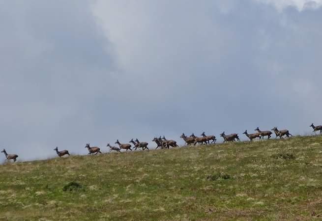Exmoor has quite a few Red Deer tucked into the coombes and up on the hills.  You just have to find them.......