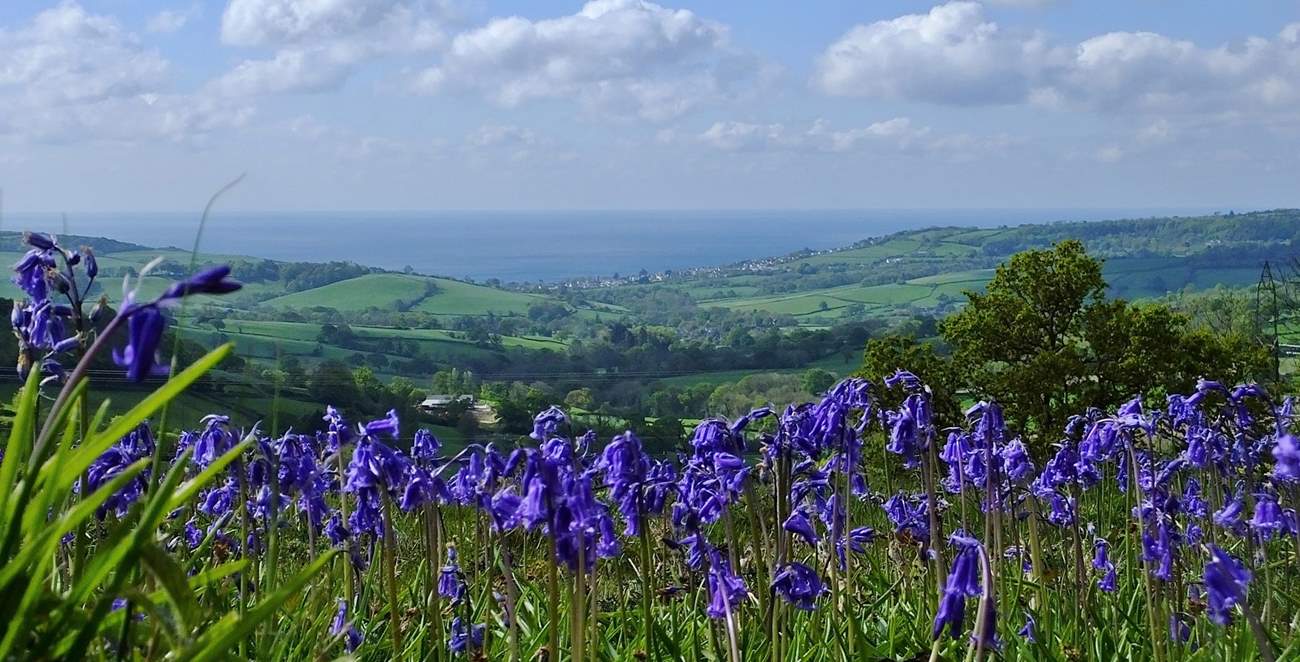 Just a few miles away you will find NT Lambert's Castle, with it's lovely walks and views of the Jurassic Coast.