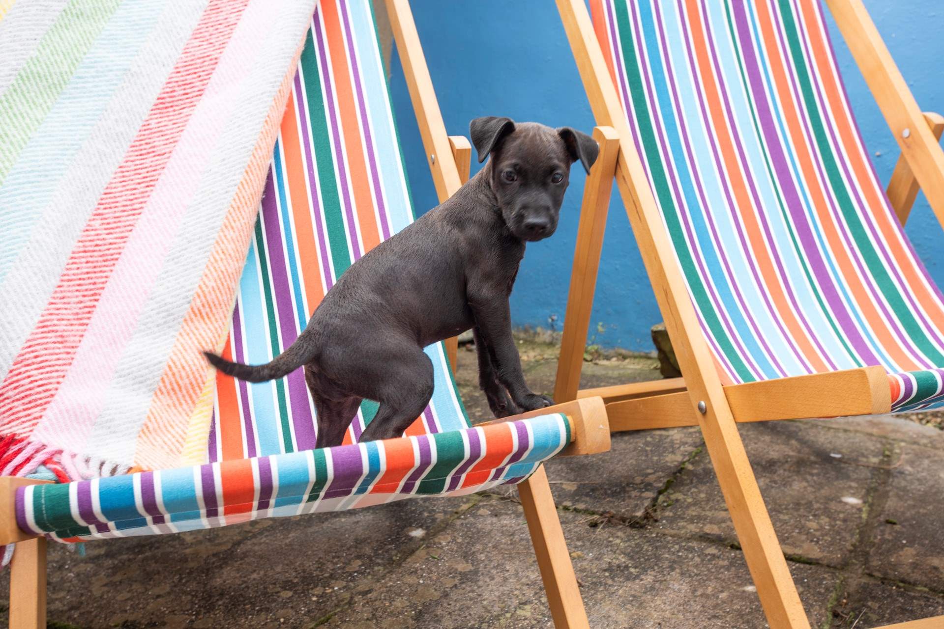 Your dog is more than welcome and the courtyard is fully enclosed. 
