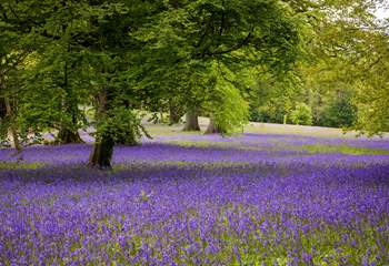 Enjoy the bluebells at Enys Woods.