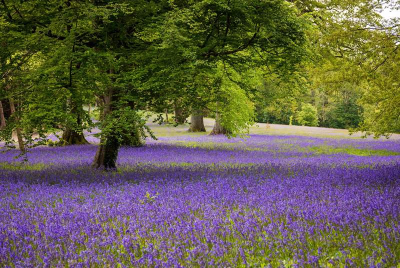 Enjoy the bluebells at Enys Woods.