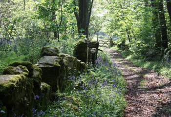 The bluebell woods on the estate.