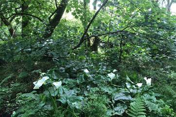 Wild arum lilies in St Loy woods.