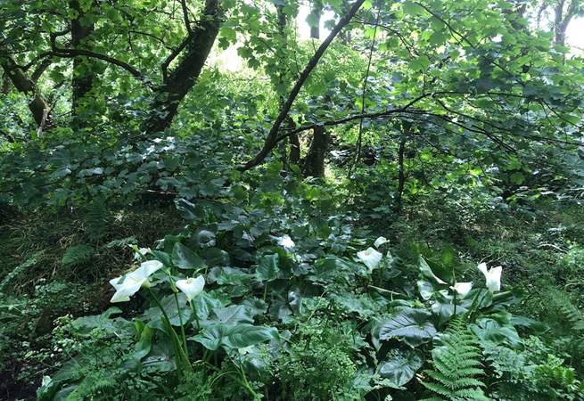 Wild arum lilies in St Loy woods. 