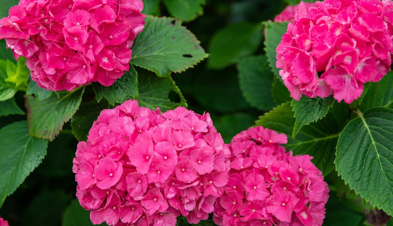 Bursts of colour roam free throughout these beautiful gardens.