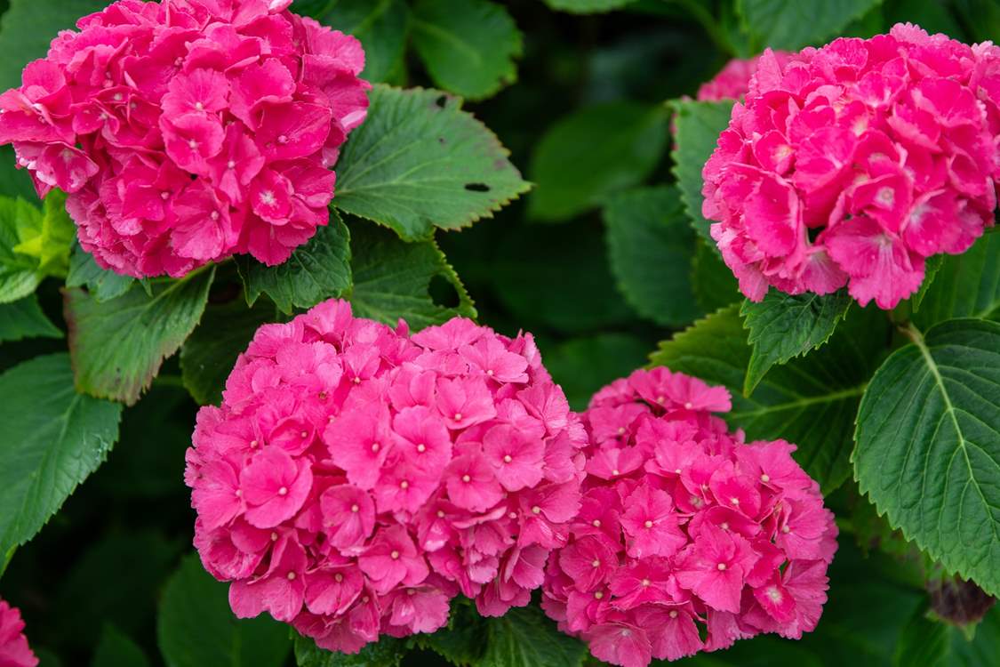 Bursts of colour roam free throughout these beautiful gardens.
