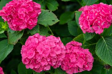 Bursts of colour roam free throughout these beautiful gardens.