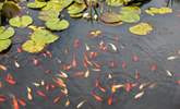 The fish are bursting with colour and activity. - Thumbnail Image