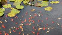The fish are bursting with colour and activity.