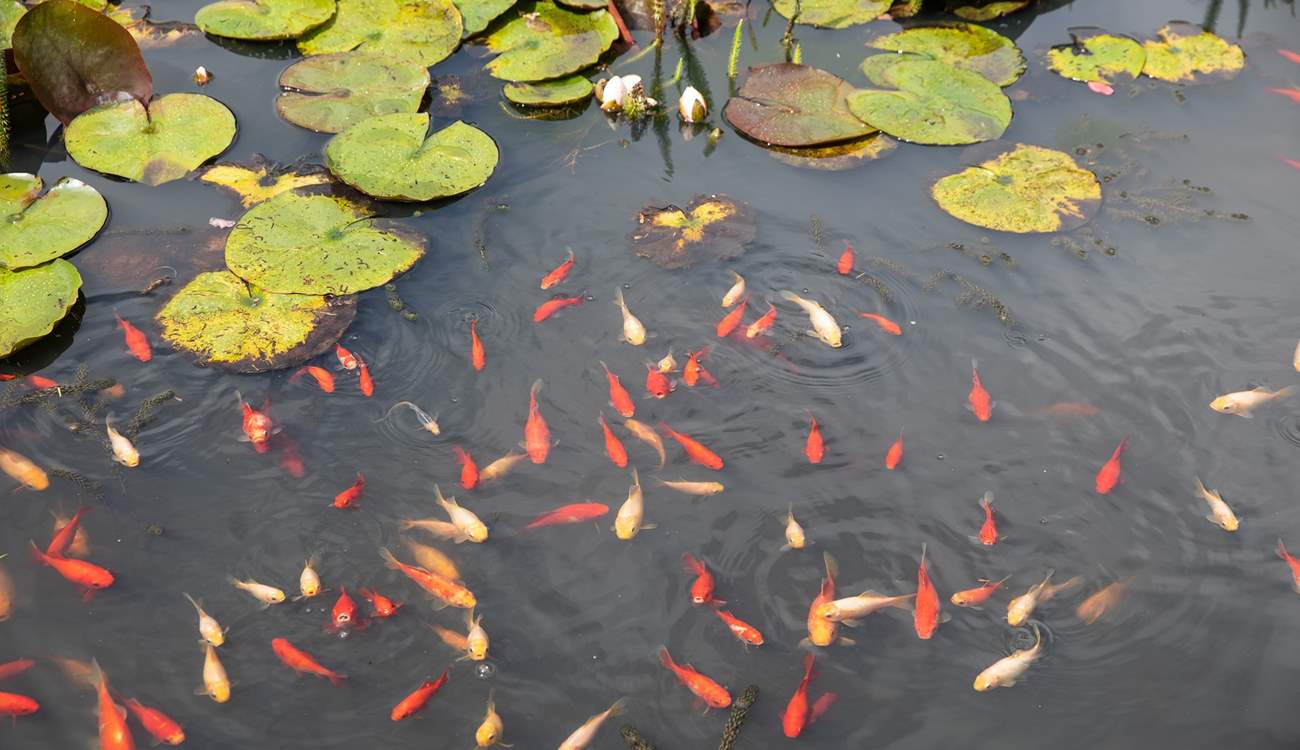 The fish are bursting with colour and activity.