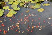 The fish are bursting with colour and activity.