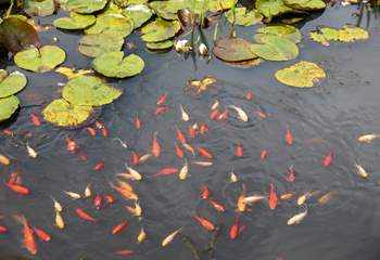 The fish are bursting with colour and activity.