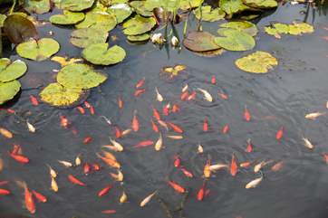 The fish are bursting with colour and activity.