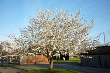 One of the namesake cherry trees gives a suitable welcome to Cherry May Farm in the spring.