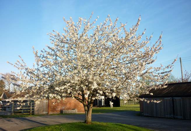 One of the namesake cherry trees gives a suitable welcome to Cherry May Farm in the spring.
