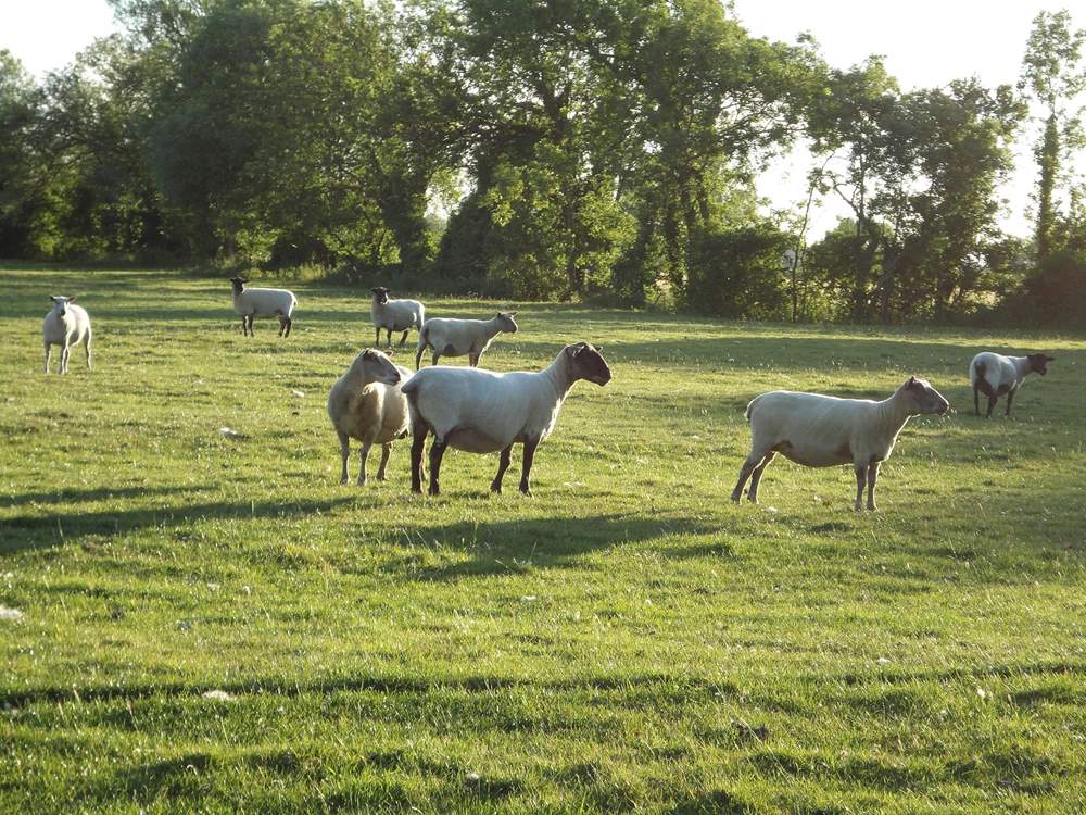 Some of the other residents at the farm.