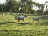 Some of the other residents at the farm.
