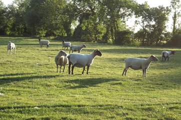 Some of the other residents at the farm.