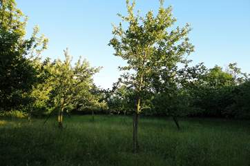 You are welcome to wander through the paddocks and orchard, along the footpath.
