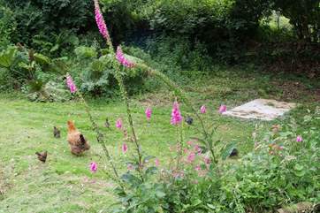 A mother hen rounds up her chicks.