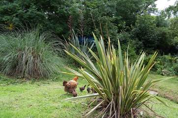 The chickens are all free-range so keep an eye on your dog.