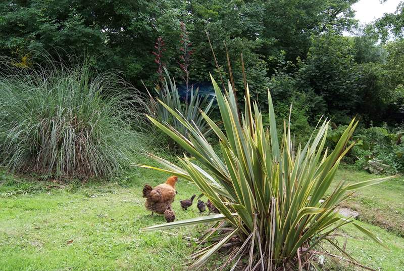 The chickens are all free-range so keep an eye on your dog.